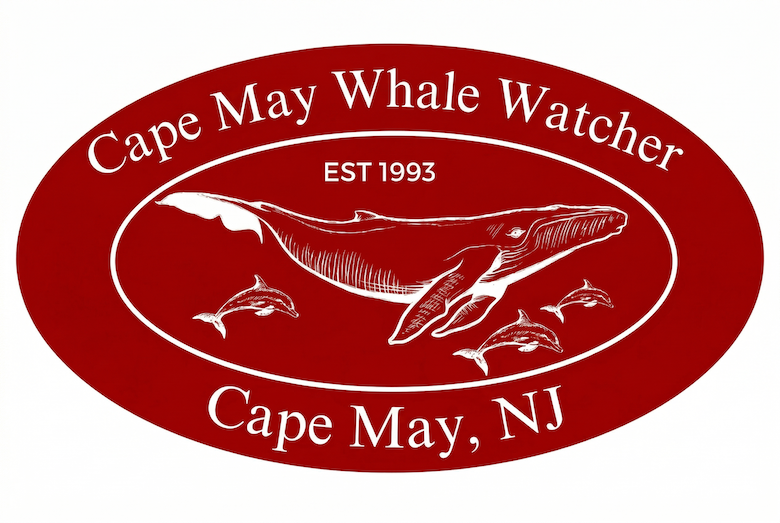 Things To Do Cape May Whale Watcher
